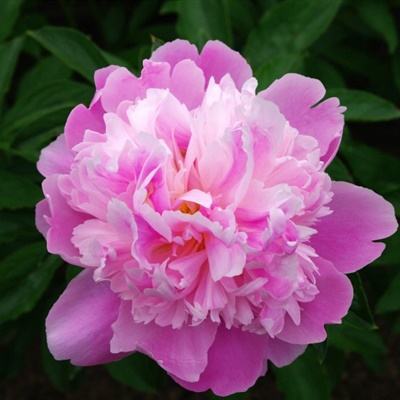 凤凰彩票app下载